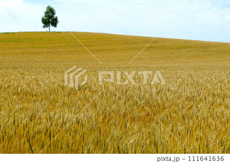 北海道 美しい黄金色の麦畑 北海道 美しい黄金色の麦畑 111641636