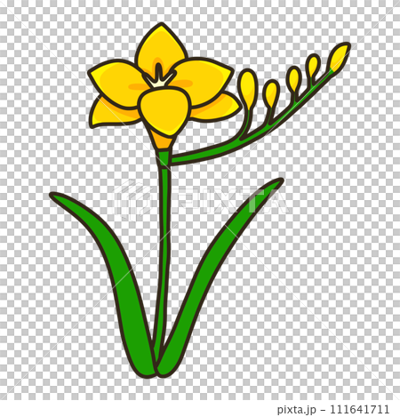 Freesia 111641711