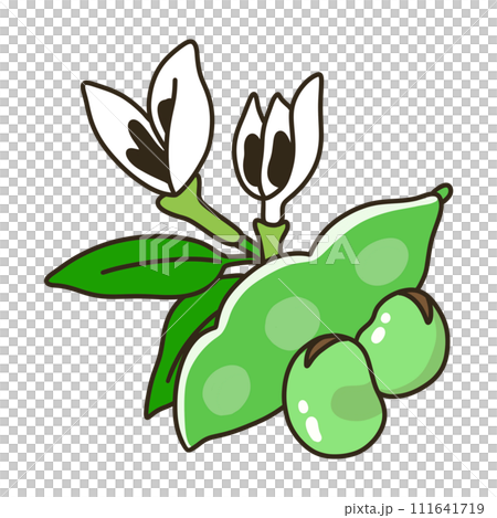 Broad beans Broad beans 111641719