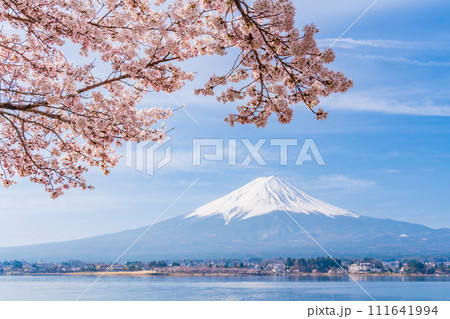 （山梨県）河口湖・湖畔の桜と富士山 111641994