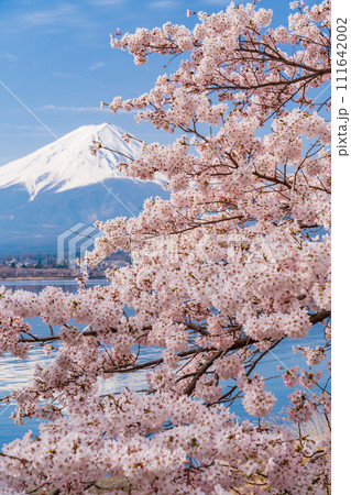 （山梨県）河口湖・湖畔の桜と富士山 111642002