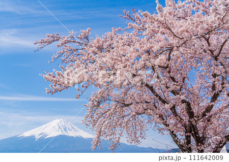 (山梨県)河口湖・湖畔の桜と富士山 (山梨県)河口湖・湖畔の桜と富士山 111642009