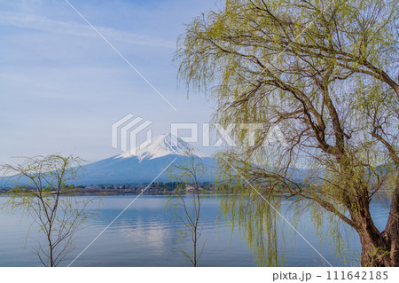 (山梨県)河口湖・芽を吹いた湖畔の柳と富士山 (山梨県)河口湖・芽を吹いた湖畔の柳と富士山 111642185