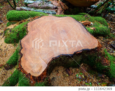 屋久島のヤクスギランドにある太忠岳 111642369