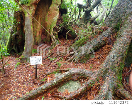 屋久島のヤクスギランドにある太忠岳 屋久島のヤクスギランドにある太忠岳 111642372