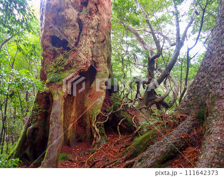屋久島のヤクスギランドにある太忠岳 屋久島のヤクスギランドにある太忠岳 111642373