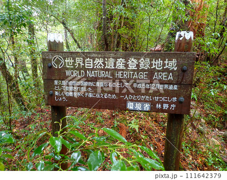 屋久島のヤクスギランドにある太忠岳 111642379