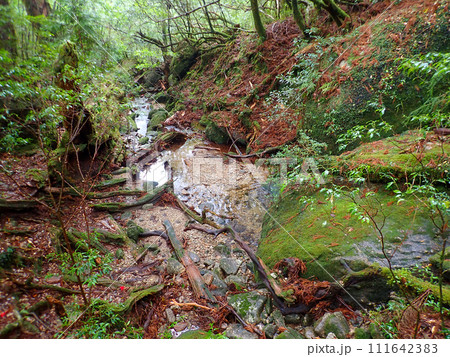 屋久島のヤクスギランドにある太忠岳 屋久島のヤクスギランドにある太忠岳 111642383