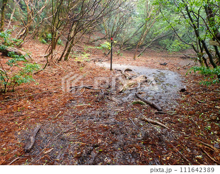 屋久島のヤクスギランドにある太忠岳 屋久島のヤクスギランドにある太忠岳 111642389