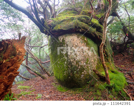 屋久島のヤクスギランドにある太忠岳 屋久島のヤクスギランドにある太忠岳 111642391