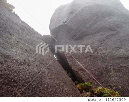 屋久島のヤクスギランドにある太忠岳 111642399