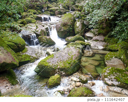 屋久島のヤクスギランドにある太忠岳 111642407