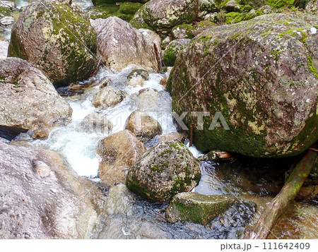 屋久島のヤクスギランドにある太忠岳 屋久島のヤクスギランドにある太忠岳 111642409