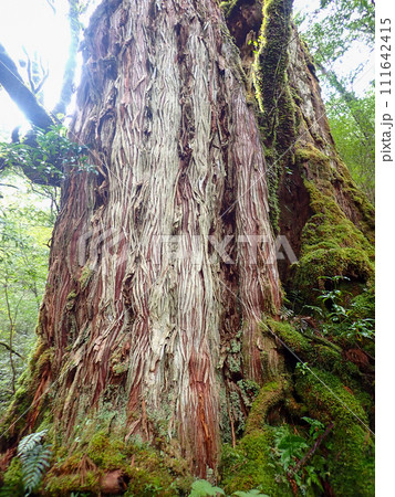 屋久島のヤクスギランドにある太忠岳 111642415