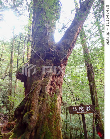 屋久島のヤクスギランドにある太忠岳 111642428