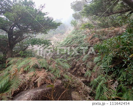 屋久島の愛子岳 111642454