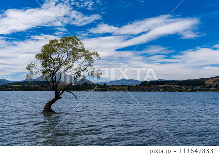 ワナカ湖のワナカツリー ワナカ湖のワナカツリー 111642833