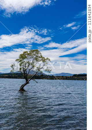 ワナカ湖のワナカツリー 111642834