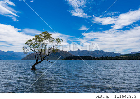 ワナカ湖のワナカツリー ワナカ湖のワナカツリー 111642835