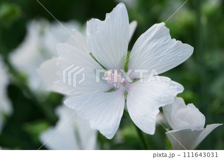 庭に咲くジャコウアオイの花 111643031