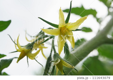 トマトの花 トマトの花 111643079