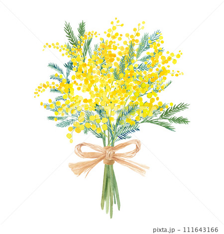 ラフィアのリボンで結んだ、ミモザアカシアのブーケの水彩イラスト。春のイメージ。（ベクター） 111643166