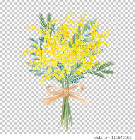 ラフィアのリボンで結んだ、ミモザアカシアのブーケの水彩イラスト。春のイメージ。（ベクター） 111643166
