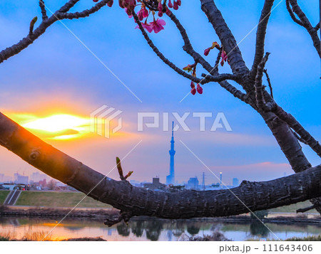 江戸川夕焼けに染まる河津桜とスカイツリー 111643406