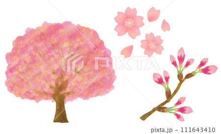 桜の花セット 桜の木 桜の花びら 桜の蕾 111643410