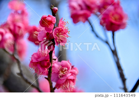 赤い梅の花 111643549
