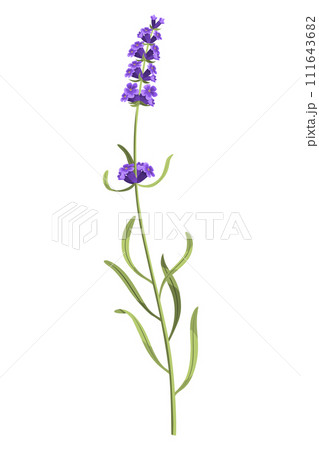 Lavender. Purple lavendar stems and blooms. Rustic trendy greenery flowers. Provence floral plant on white background. Vector cartoon illustration 111643682