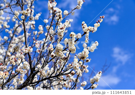 白い梅の花 白い梅の花 111643851