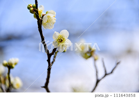 白い梅の花 111643858