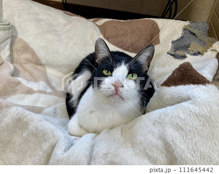 黒白色のかわいい雑種猫 111645442