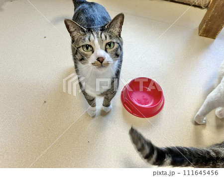 ごはんをおねだりするキジシロ猫 ごはんをおねだりするキジシロ猫 111645456