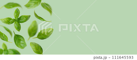 Fresh green organic basil leaves flying, isolated on green background, wide banner, header 111645593