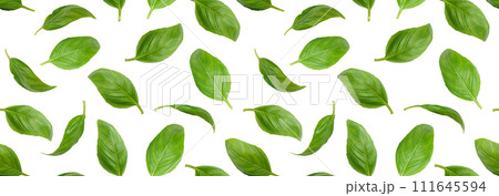 Fresh green organic basil leaves flying, isolated on white background, banner, header 111645594