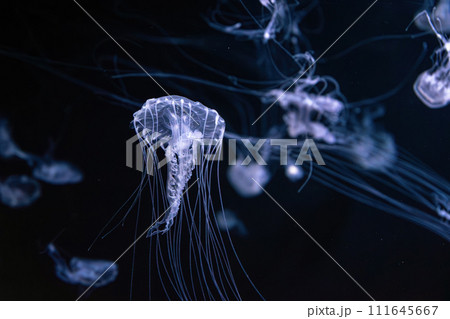 Fluorescent jellyfish swimming underwater aquarium pool. Fluorescent jellyfish swimming underwater aquarium pool. 111645667