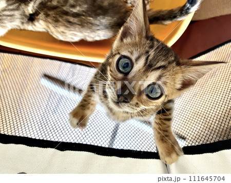 ベンガルの子猫 111645704