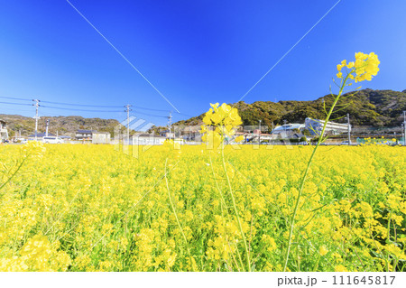 みなみの桜と菜の花まつり みなみの桜と菜の花まつり 111645817
