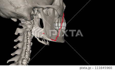 The facial artery is a branch of the external carotid artery that supplies the anatomic structures of the superficial face 111645960