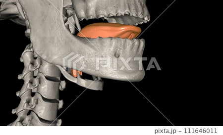 The tongue is a muscular organ in the mouth 111646011