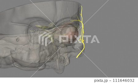 The temporal branch is the superior branch of the facial nerve 111646032