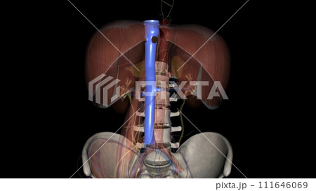 The inferior vena cava (IVC) is a large retroperitoneal vessel formed by the confluence of the right and left common iliac veins 111646069