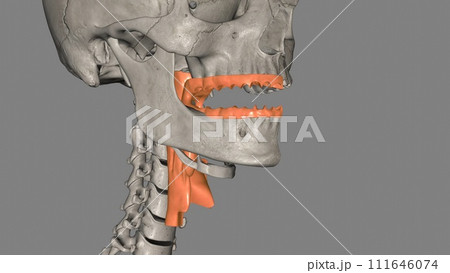 The oropharynx is the middle chamber of the pharynx that passes food from the mouth into the laryngopharynx 111646074