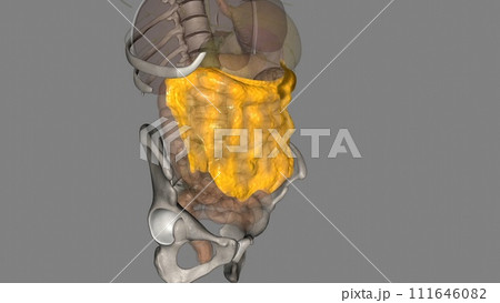 The greater omentum is a two-leaflet hammock of fibro-fatty tissue that extends from the greater curvature 111646082