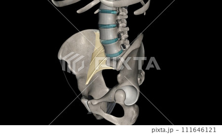 The anterior longitudinal ligament is a ligament that extends across the anterior/ventral aspect of the vertebral bodies 111646121