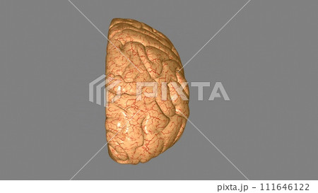 The cerebrum is divided into left and right hemispheres 111646122