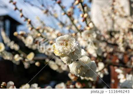 咲き始めた梅の花 111646243