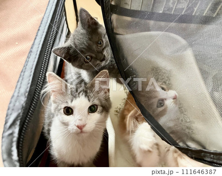 バッグに入った子猫たち 111646387